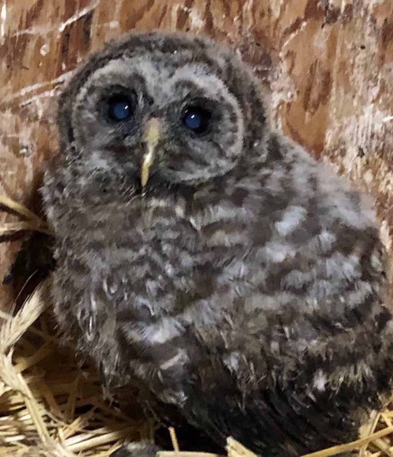Baby-Barred-Owl