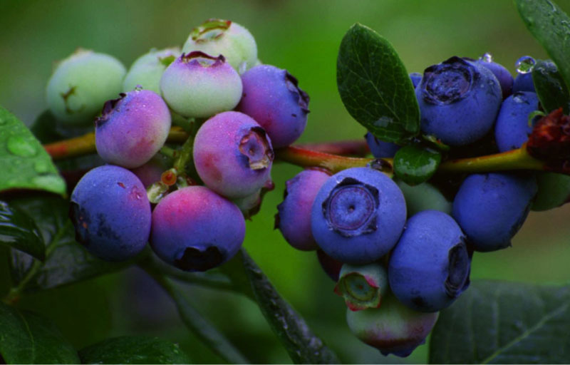 Blueberries-Ripening-V4