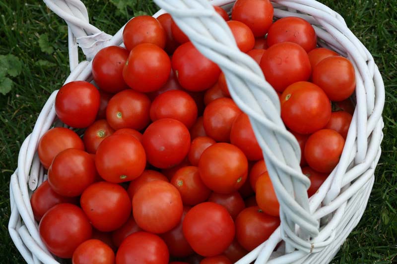 Tomatoes-in-Basket