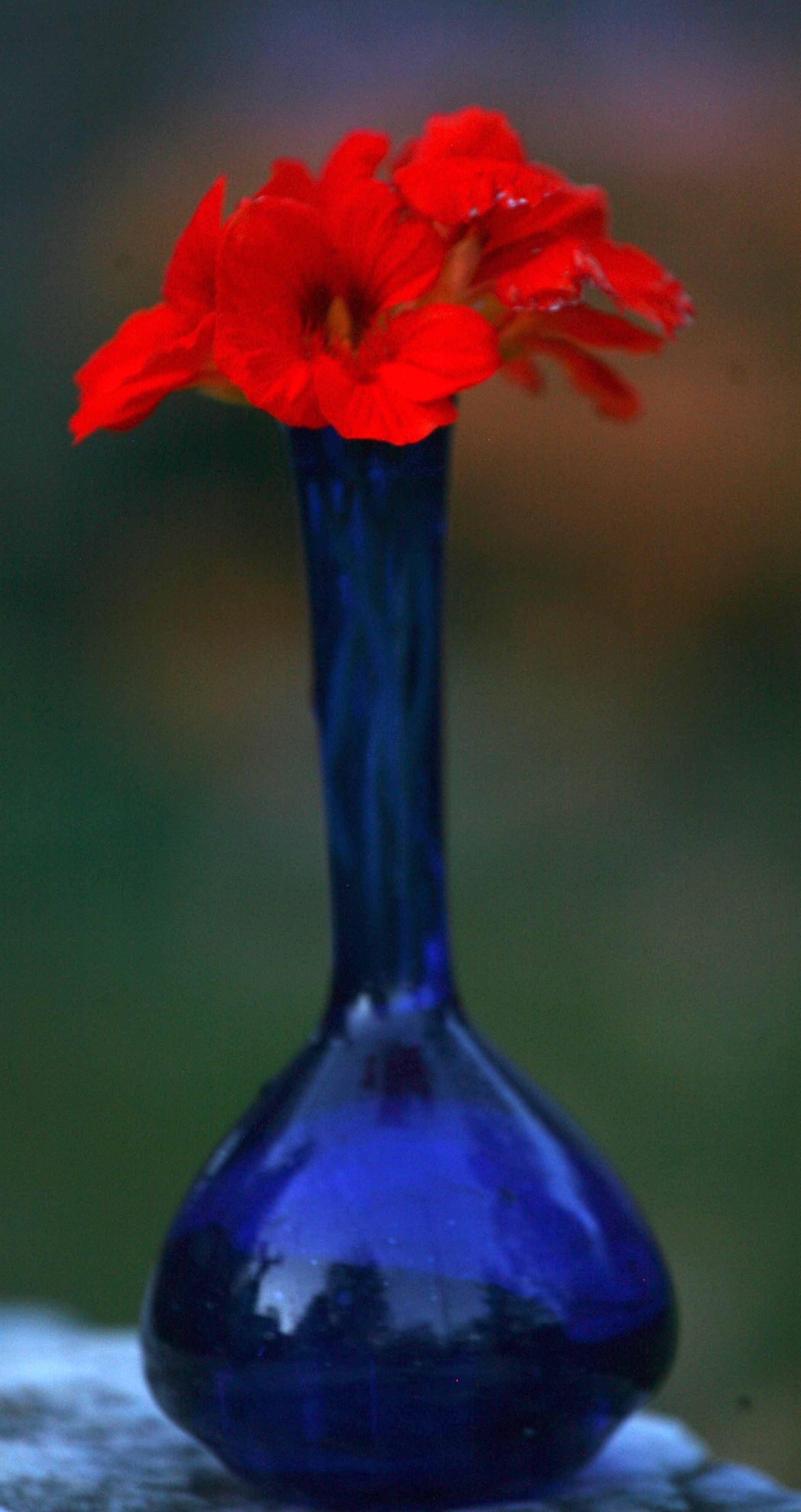 Blue-Vase-Red-Flowers