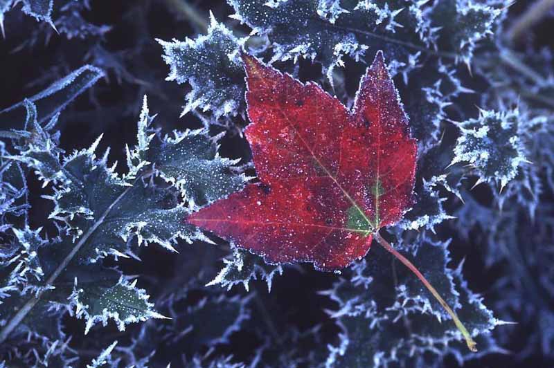 Frosted-Red-Leaf