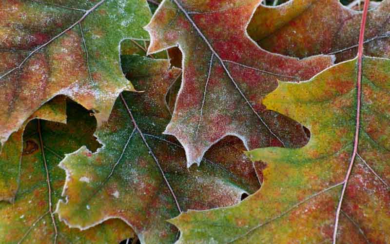 Oak-Leaves-with-Frost-c