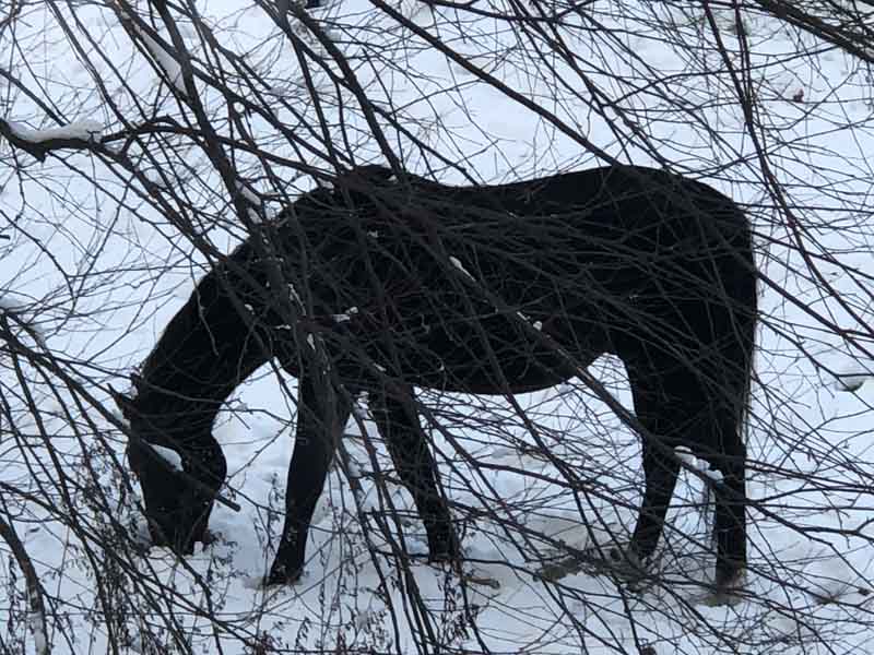 Branches_Horse