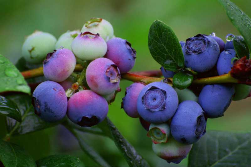 Blueberries-Ripening