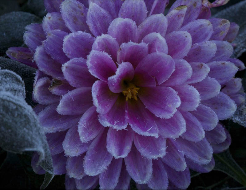 Frosted-Purple-Dahlia