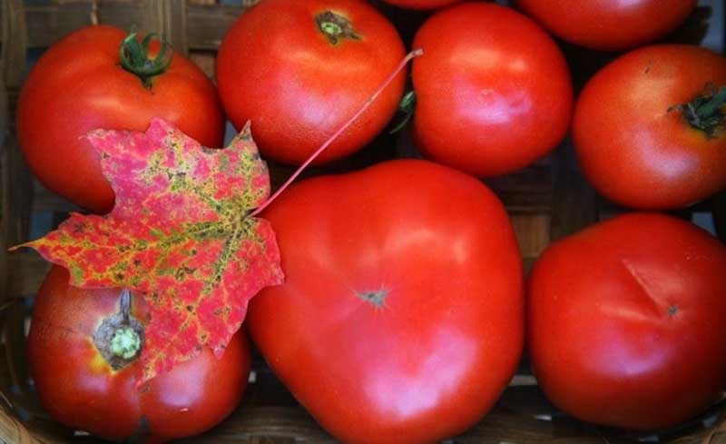 Fall-Tomatoes