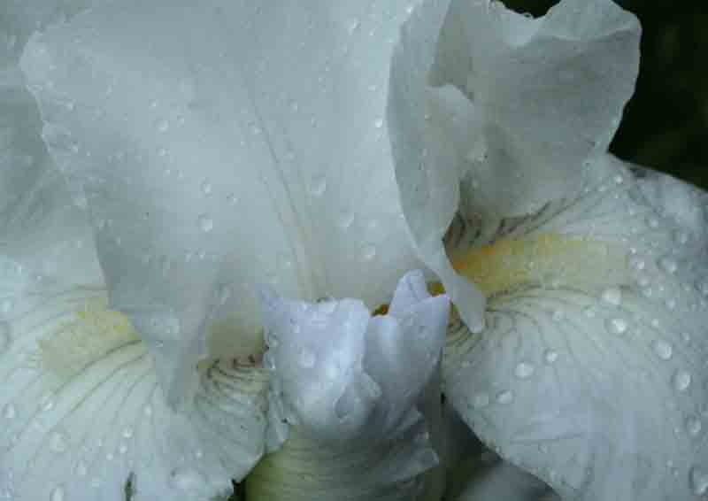 white-iris
